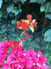 IMG_4947.JPG